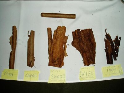 Longfiller - xì gà dành cho những người sành điệu